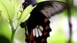 Schmetterling Ruessel Fluegel