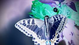 Schmetterlinge Farbflaechen
