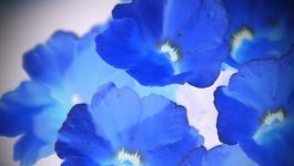 Stiefmuetterchen Blueten Blumen