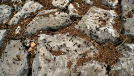 Ameisen Felsen Boden