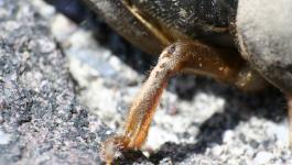 Bein Knie Haare Insekt