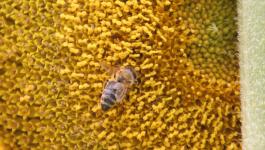 Biene Sammelt Bluetenstaub
