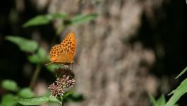 Braune_Punkte Fluegel Schmetterling
