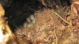 Eier im Vogelnest in Baumhoehle