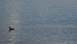 Ente See Wasseroberflaeche