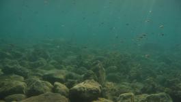 Felsenkueste Unterwasser Fische