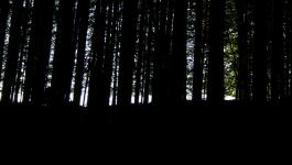 Finsterer dunkler Wald