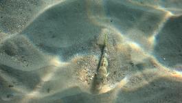 Fisch Sandboden Bett