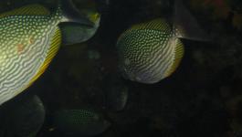 Fische Gepunktet Beleuchtet Korallenriff