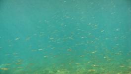 Fische Schwarm Unterwasser Steine