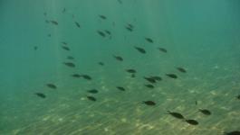 Fischschwarm Lichtstrahlen Mittelmeer