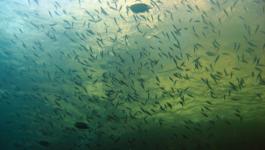 Fischschwarm Meer Unterwasser