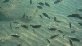 Fischschwarm Sandboden Ufer
