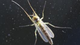 Fliege Koerperbau Nahaufnahme