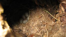 Gefleckte Vogeleier Nest