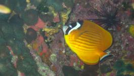 Gelber Fisch Korallenriff
