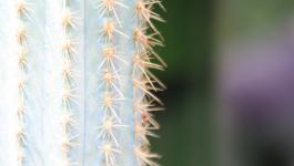 Kaktus Stacheln