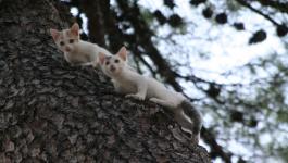Katzen Baum Flucht