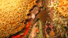 Krake Oktopus zwischen Korallen
