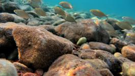 Kueste Strand Unterwasser Fische