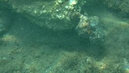 Oktopus Tarnung Fels