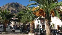 Palmen in Castellammare Sizilien