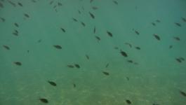 Peloponnes Meer Fische