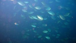 Rundliche Fische Unterwasser