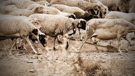 Schafe Beige Graue Tiere