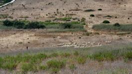 Schafsherde in der Weide