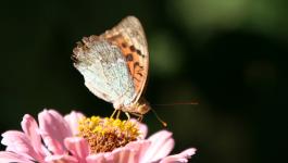 Schmetterling Mahlzeit Bluetenstaub