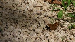 Schmetterling Steine Boden