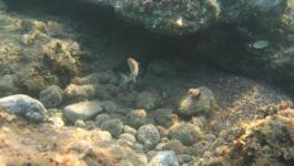Schnorcheln Ufer Unterwasser