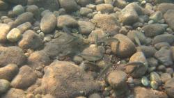 Steine-Unterwasser-Kueste