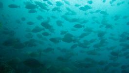 Unterwasser Fische Schwarm