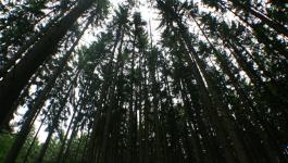 Wald Baumgruppe