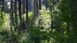 Wald Maerchenhaft Mystisch