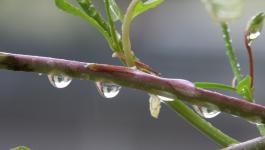 Zweig Wassertropfen Natur