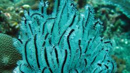 koralle weiss schwarz unterwasserpflanze