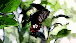 Illustration Asien Schmetterling Blaetter