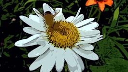 Illustration Bienen Blumen Natur