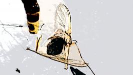 Illustration Fluegel Insekten
