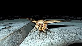 Illustration Insekt Fluegel