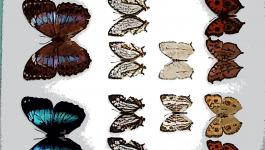 Illustration Insekten Muster