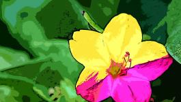 Illustration Mehrfarbige Blume
