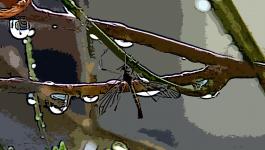 Illustration Muecken Insekten