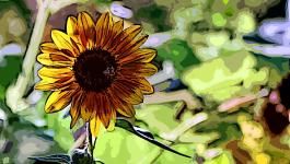 Illustration Sonnenblumen