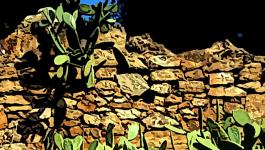 Illustration Steinmauer Kaktus