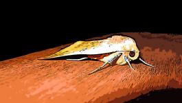 Illustration Tier Insekt Fluegel