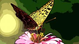 Illustration Tiere Schmetterlinge